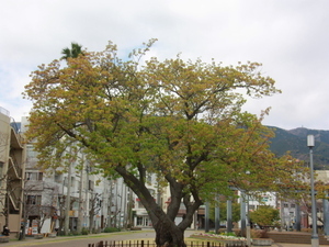 令和8年3月11日渚小公園の早咲大島桜の様子