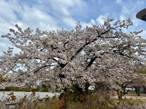 令和8年2月24日海浜公園の大島桜の様子その2