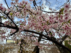 令和8年2月24日海浜公園の大島桜の様子