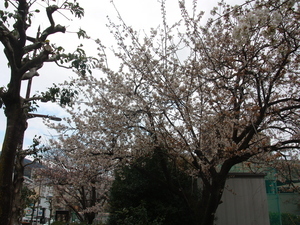 令和8年2月17日海浜公園国道側の桜並木