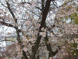 令和8年2月17日熱海海浜公園の大島桜その1