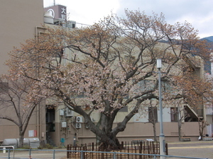 令和8年2月17日渚小公園の早咲大島桜その1