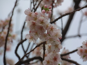 令和8年2月17日渚小公園の早咲大島桜その2