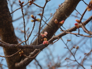 令和8年2月5日第一親水公園駐車場の大寒桜の様子