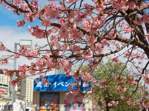 令和8年2月26日の第一親水公園駐車場の大寒桜の様子