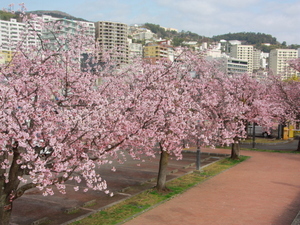 令和8年3月2日第一親水公園駐車場の大寒桜の様子