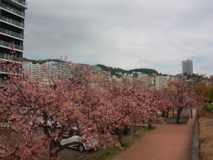 令和8年3月11日第一親水公園駐車場の大寒桜の様子その2