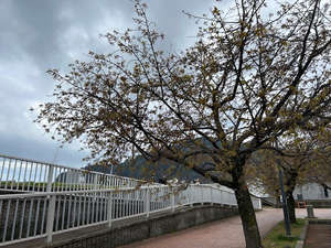 令和8年3月31日親水公園大寒桜その1