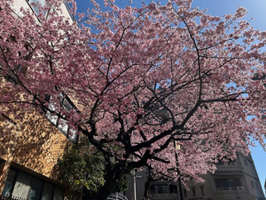 令和8年坂町の寺桜の様子その2