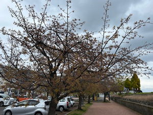 令和8年3月19日親水公園大寒桜その2