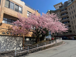 令和8年3月5日坂町の寺桜の様子その1