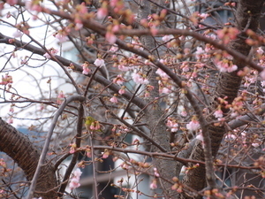 令和8年2月17日親水公園大寒桜その1