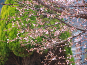 令和8年2月17日親水公園大寒桜その2