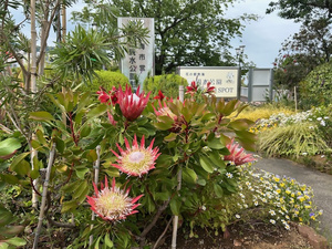 令和7年5月16日現在の開花の様子その1