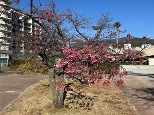 令和8年2月6日熱海海浜公園寒緋桜の様子その2