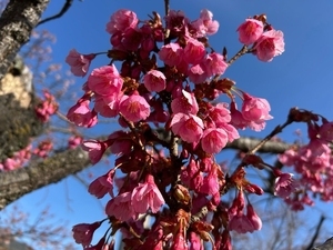 令和8年2月6日熱海海浜公園寒緋桜の様子その1