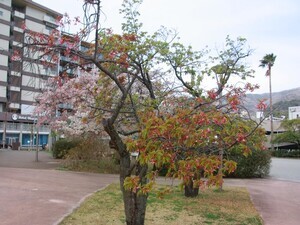 令和8年3月2日海浜公園の寒緋桜の様子
