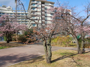 令和8年1月20日　熱海海浜公園の寒緋桜の様子その2