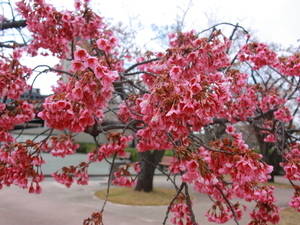 令和8年2月17日海浜公園の寒緋桜その2